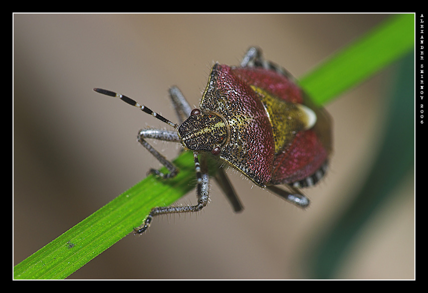 photo "***" tags: macro and close-up, nature, insect