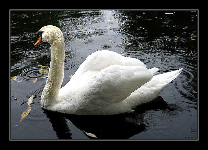 photo "Do you have an umbrella?" tags: nature, wild animals