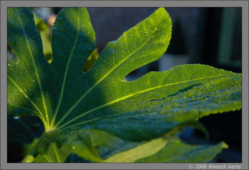 фото "Fatsia Japonica" метки: макро и крупный план, природа, цветы
