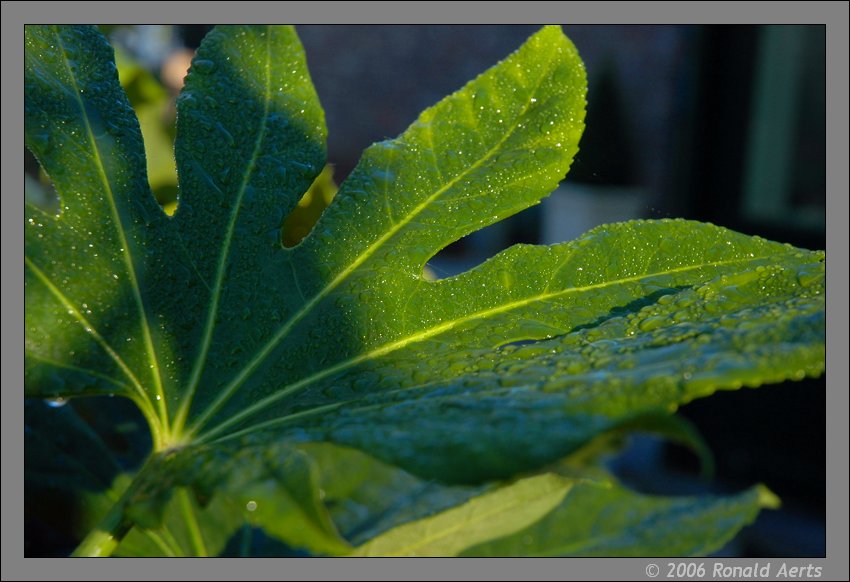 photo "Fatsia Japonica" tags: macro and close-up, nature, flowers