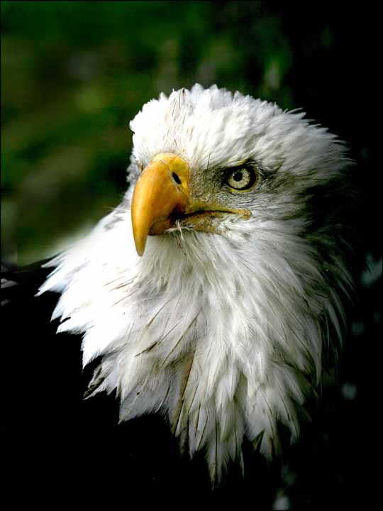 photo "American Eagle" tags: nature, wild animals