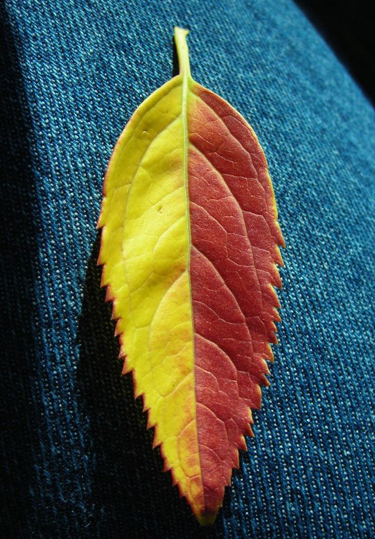 photo "levis and leaves" tags: misc., 