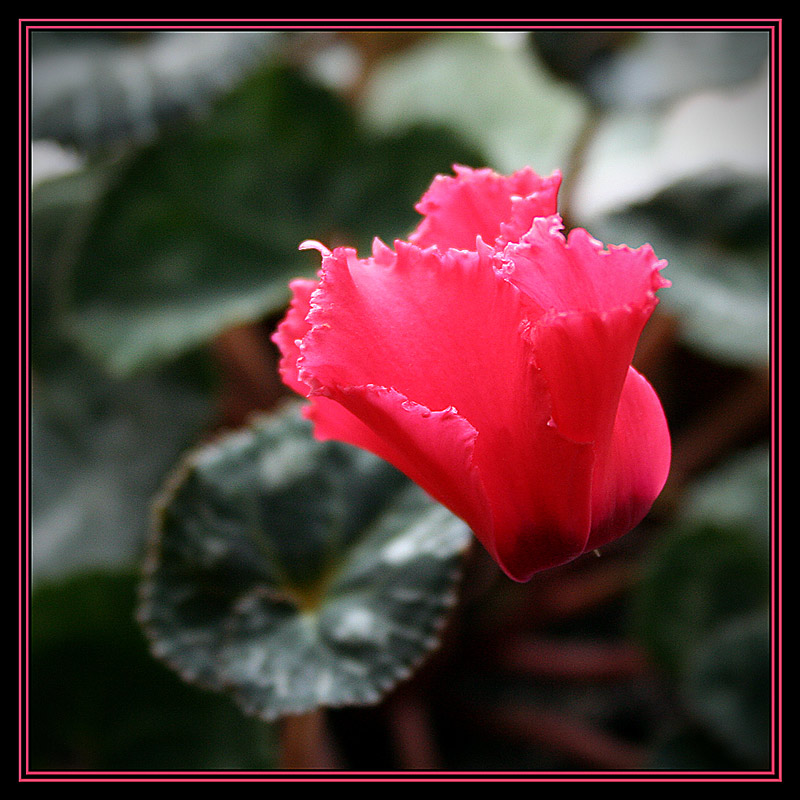 photo "***" tags: nature, macro and close-up, flowers