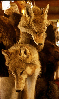 photo "For somebodies beauty..." tags: nature, wild animals