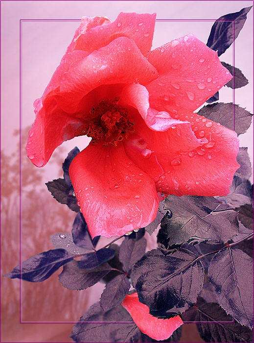 фото "Осенняя" метки: природа, фотомонтаж, цветы