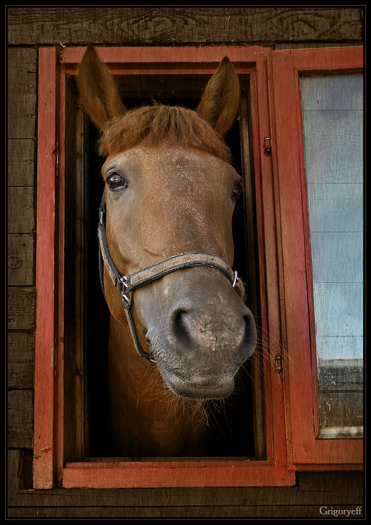 photo "Evening portrait in the window frame" tags: portrait, 