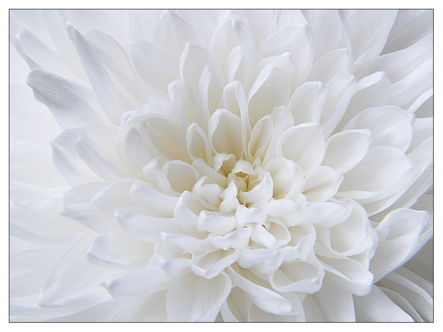 photo "White color of Autumn" tags: nature, landscape, flowers, spring