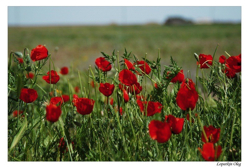 photo "Poppies fields on a way to Nurata, Uzbekistan" tags: travel, Asia