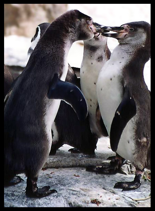 photo "Wedding!! Wedding!!" tags: nature, reporting, wild animals