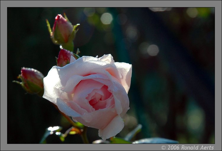 фото "My last rose this year" метки: макро и крупный план, природа, цветы