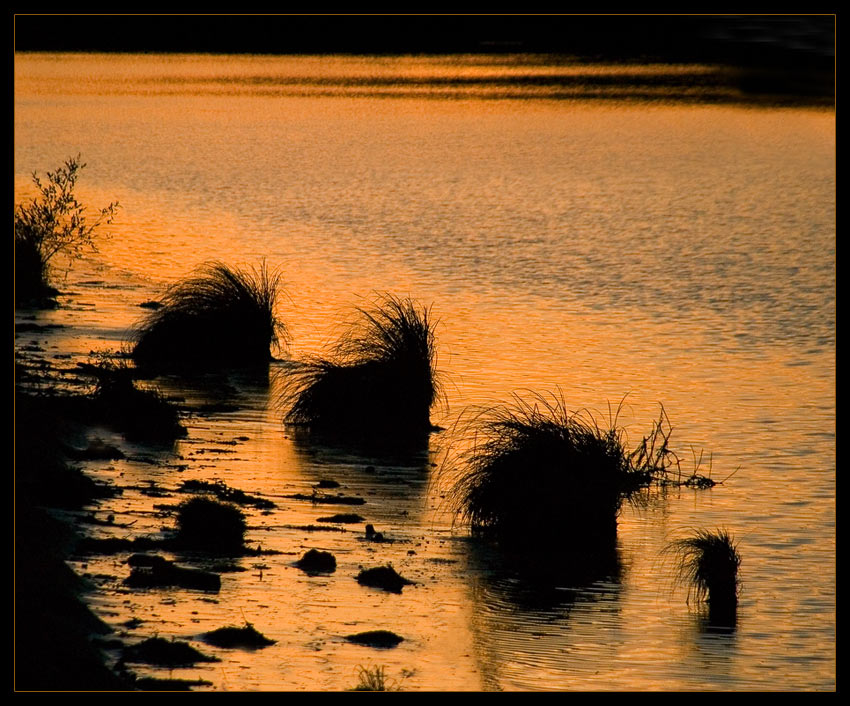 photo "Дикобразы" tags: landscape, water