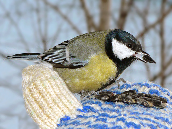 photo "Сonfidence" tags: nature, wild animals