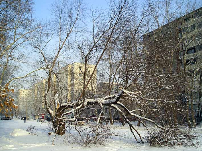 фото "Сломанная судьба" метки: пейзаж, зима