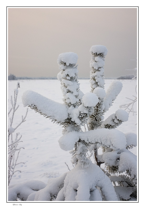 photo "***" tags: landscape, winter