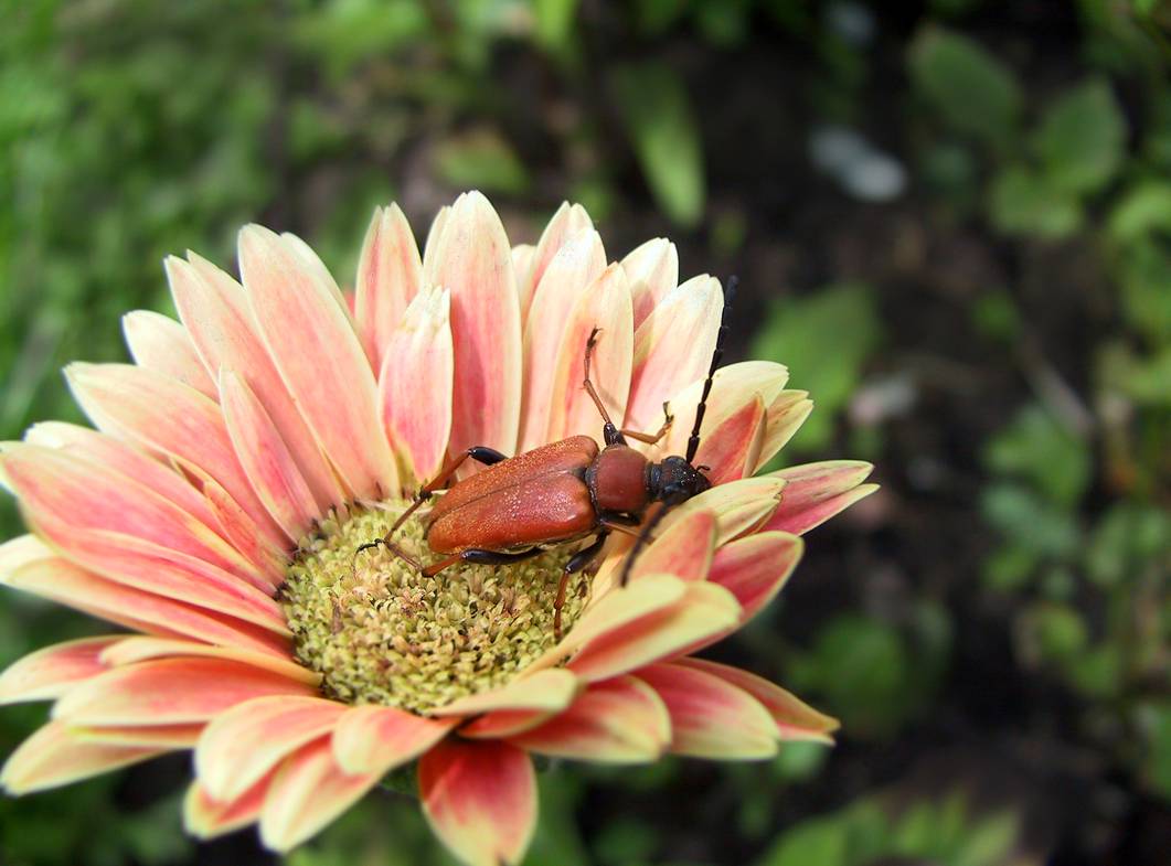 фото "Лето" метки: макро и крупный план, природа, насекомое