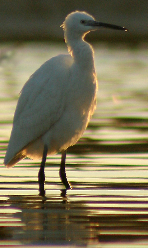 photo "***" tags: nature, wild animals