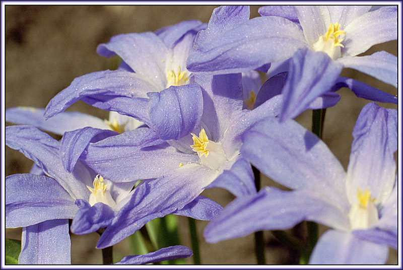 photo "Chionodoxa" tags: nature, flowers