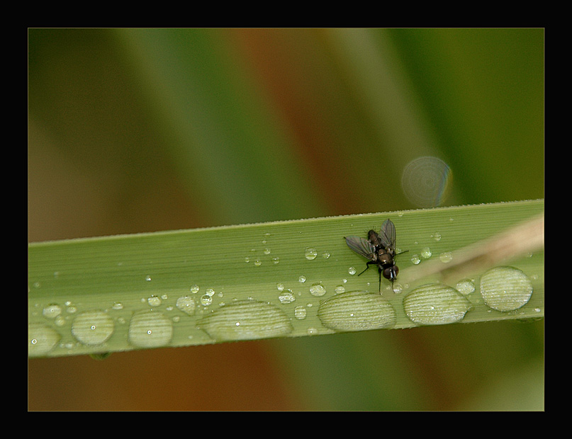 photo "Self Service" tags: nature, macro and close-up, insect