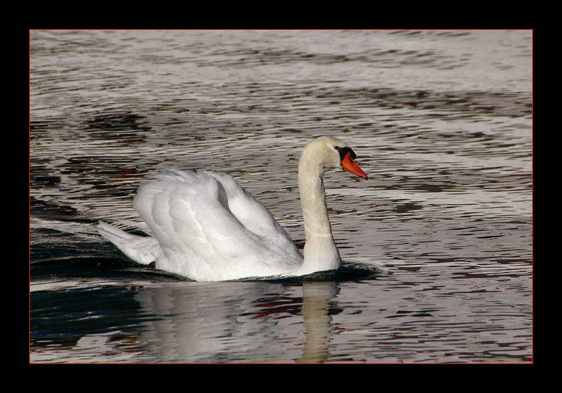 фото "Swan See 2" метки: природа, пейзаж, дикие животные