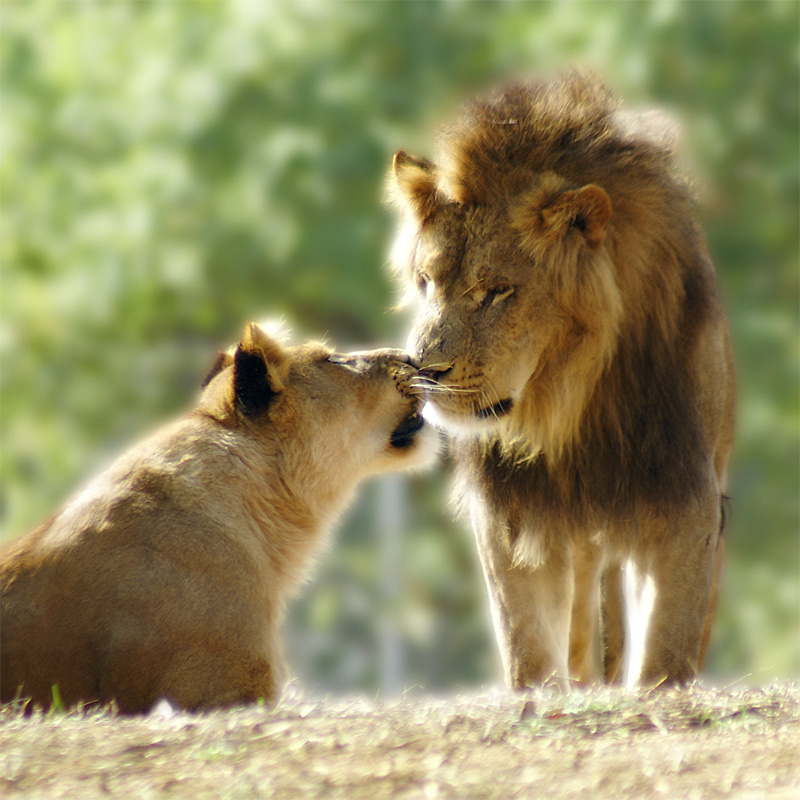 photo "Love" tags: nature, travel, Africa, wild animals