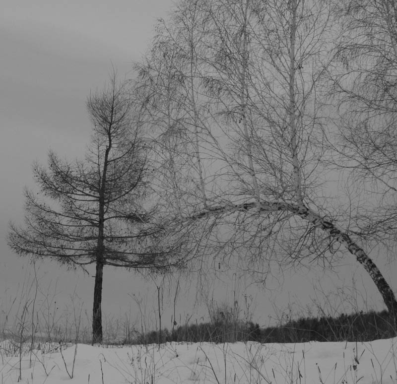 photo "We are so different" tags: landscape, forest