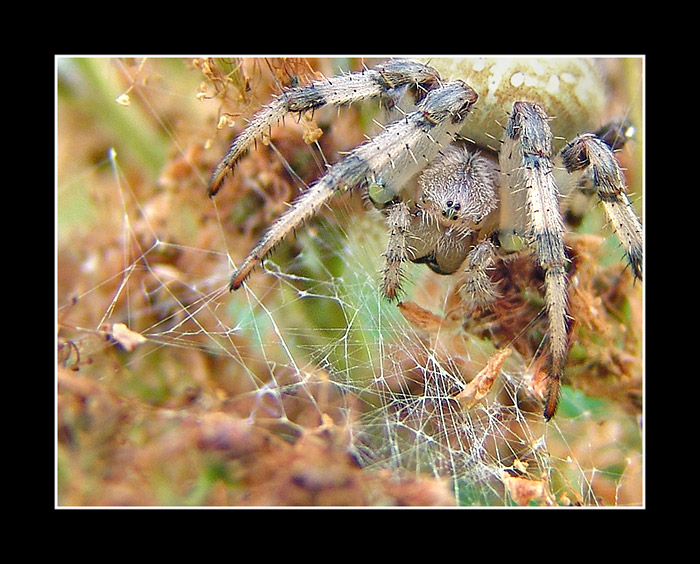 фото "Arachne" метки: природа, макро и крупный план, насекомое