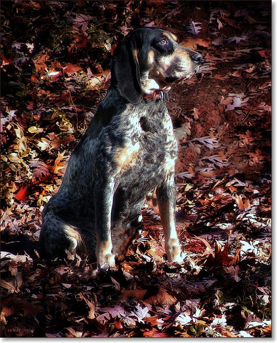 photo "Faithful Friend" tags: nature, pets/farm animals