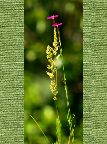 photo "Summer grass -" tags: nature, flowers