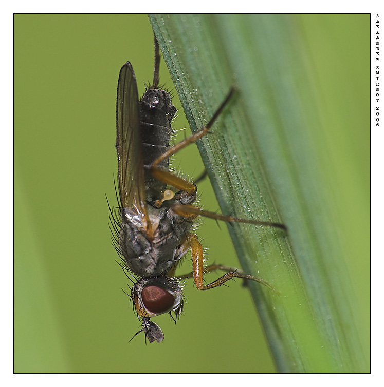 photo "The Fly" tags: macro and close-up, nature, insect