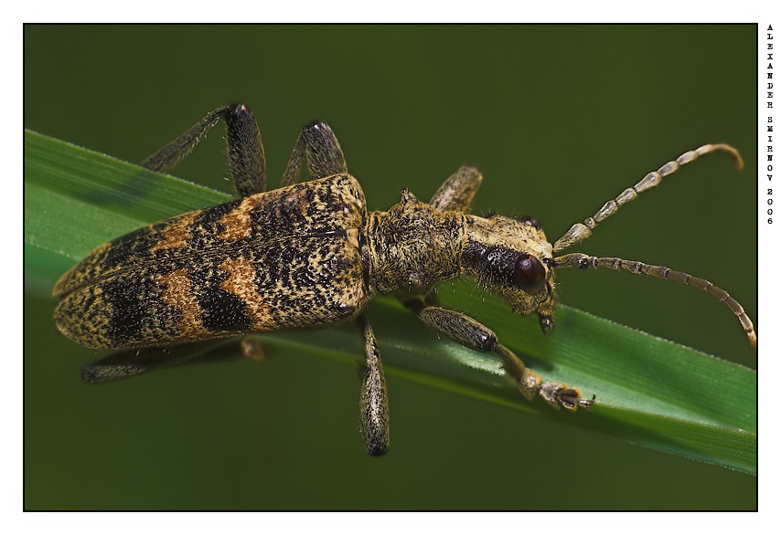 photo "Rhagium mordax" tags: macro and close-up, nature, insect