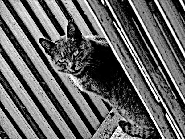 photo "***" tags: nature, black&white, pets/farm animals