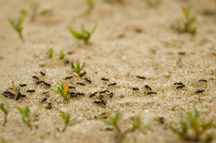 photo "***" tags: nature, insect