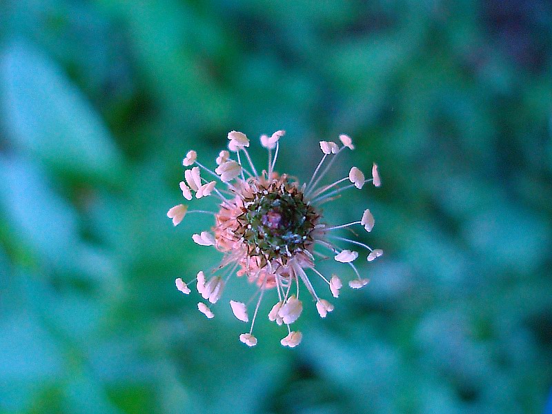 photo "***" tags: nature, macro and close-up, flowers