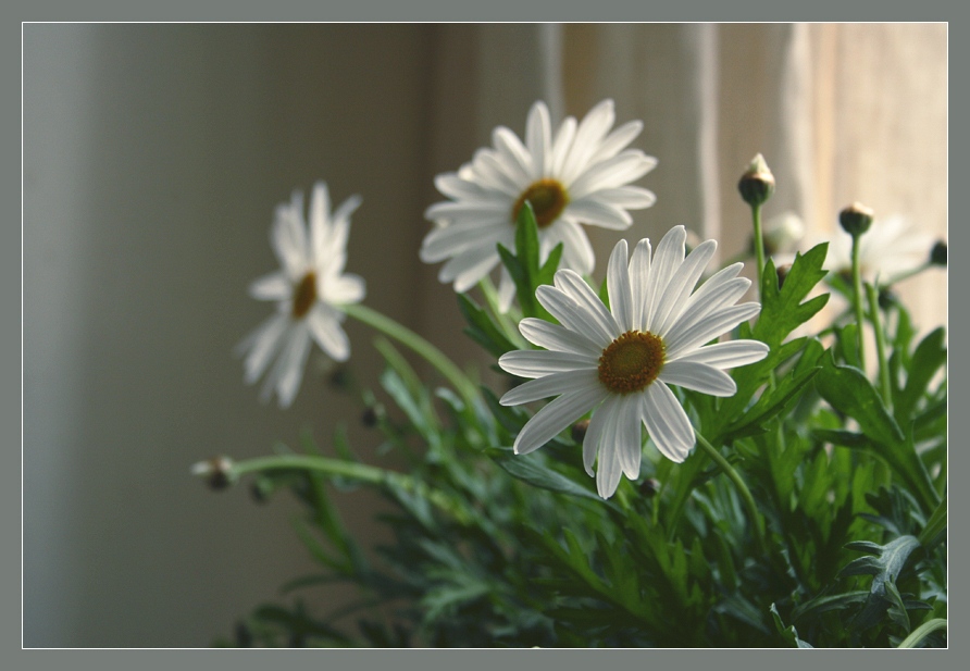 photo "Camomiles in December" tags: nature, still life, flowers