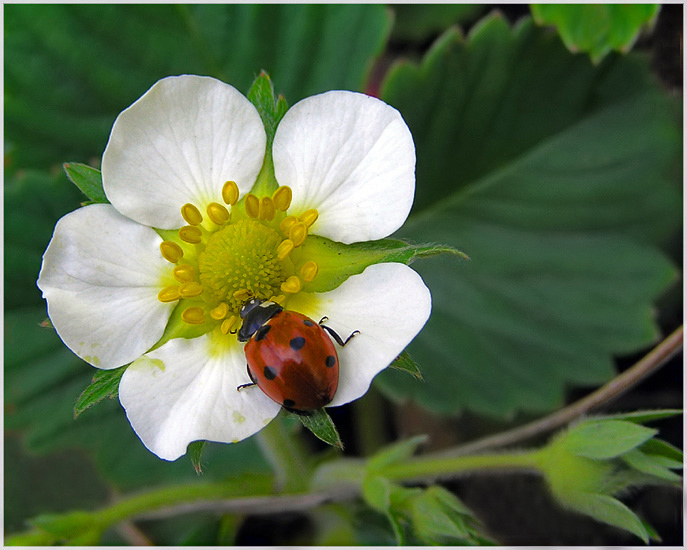 photo "Strawberry blossom" tags: macro and close-up, nature, insect