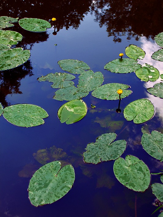 photo "***" tags: landscape, summer, water