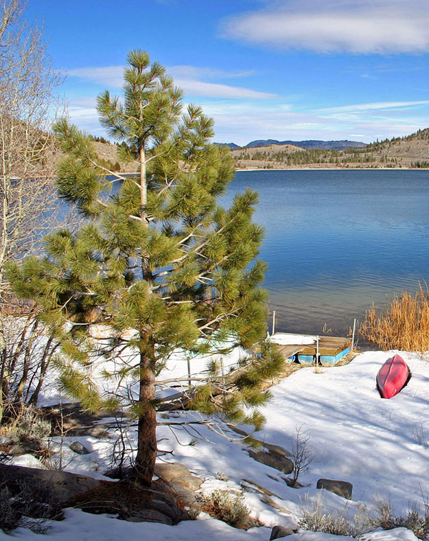 photo "Whispiring pine tree" tags: landscape, winter