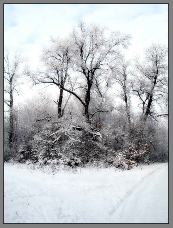 фото "В зимнем лесу..." метки: пейзаж, зима
