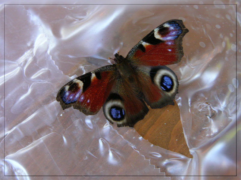 фото "Супер бабочка" метки: макро и крупный план, природа, насекомое