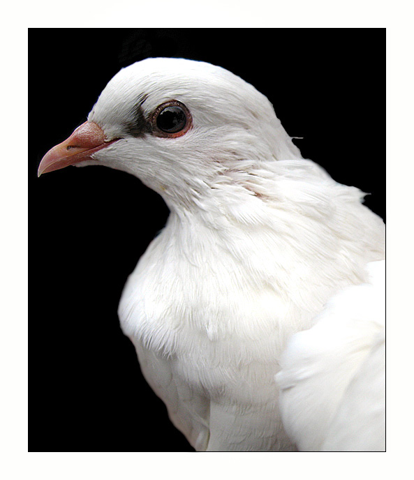 photo "Pigeon portrait" tags: nature, portrait, wild animals