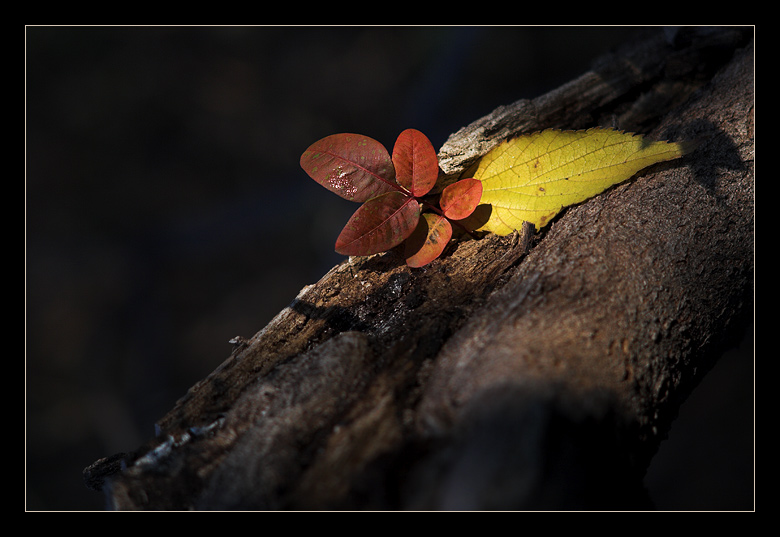 фото "Silent morning" метки: природа, разное, цветы