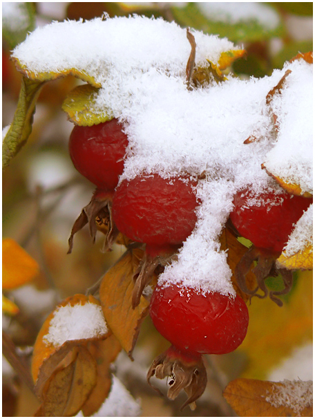 photo "Fruit ice-cream" tags: nature, macro and close-up, flowers