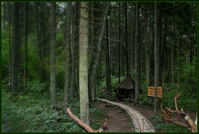 photo "Magic Wood" tags: travel, landscape, Europe, summer