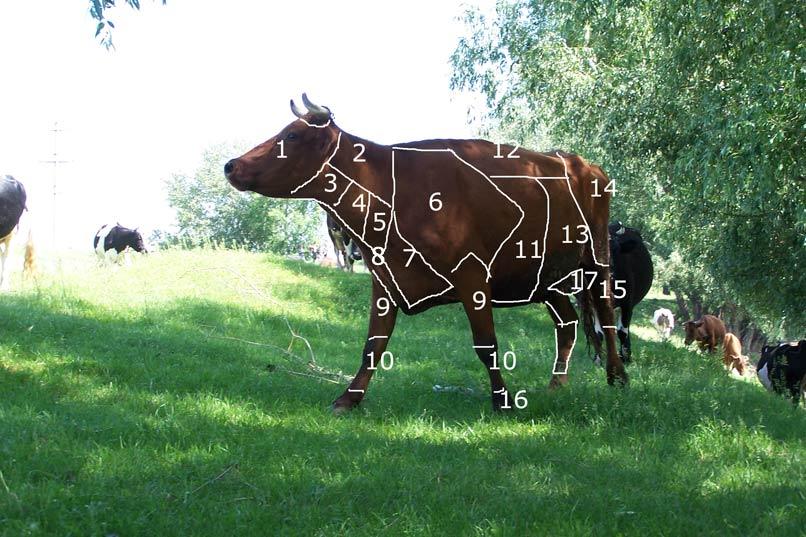фото "Про корову" метки: , 