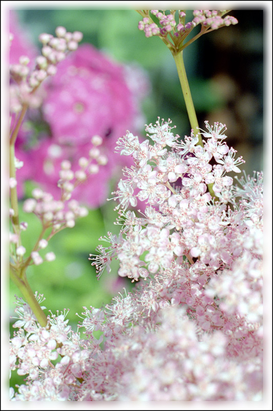 photo "***" tags: nature, flowers