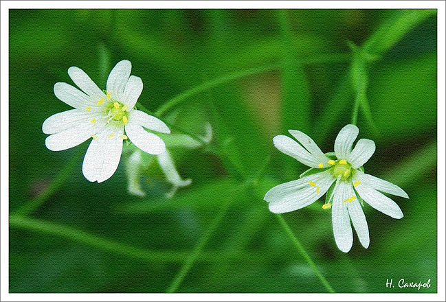 photo "***" tags: nature, flowers