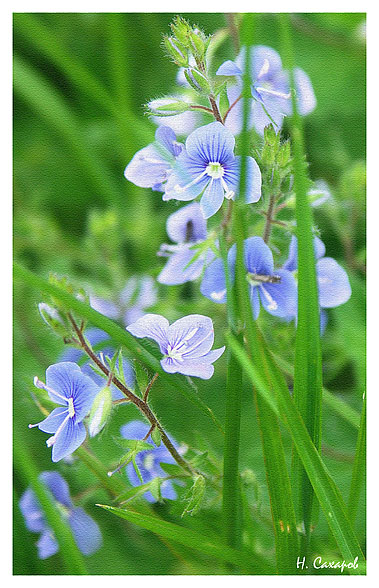 photo "***" tags: nature, flowers