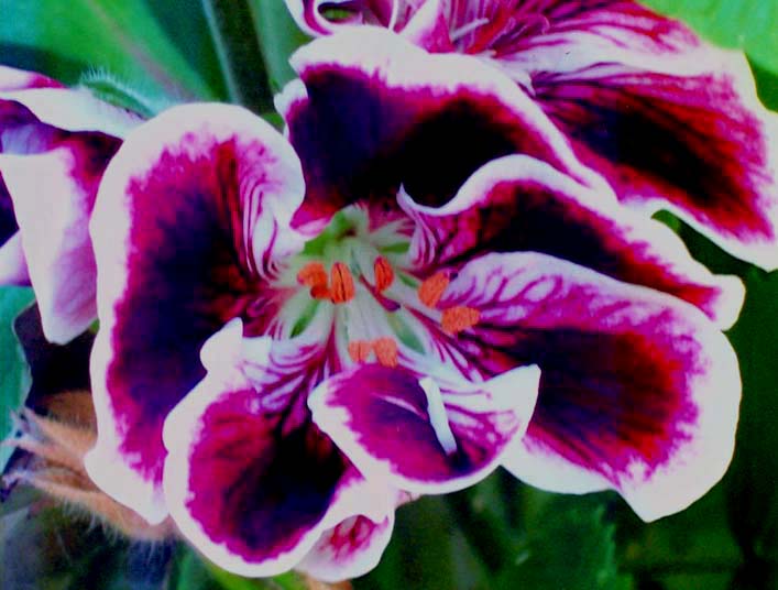 photo "" Geranium Ballerina "" tags: nature, macro and close-up, flowers