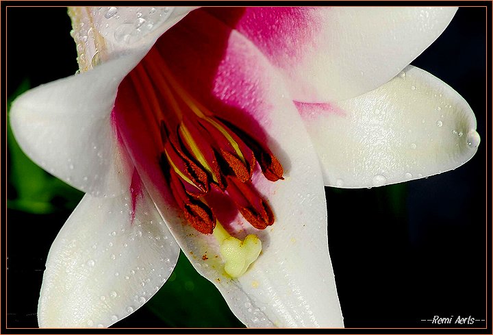 photo "a flower for the ladys" tags: nature, macro and close-up, flowers