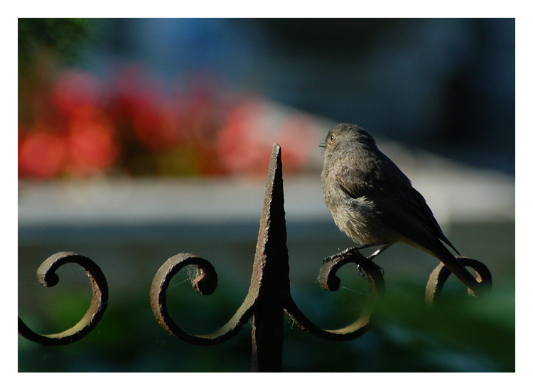 photo "Feeling in the secret garden" tags: nature, wild animals